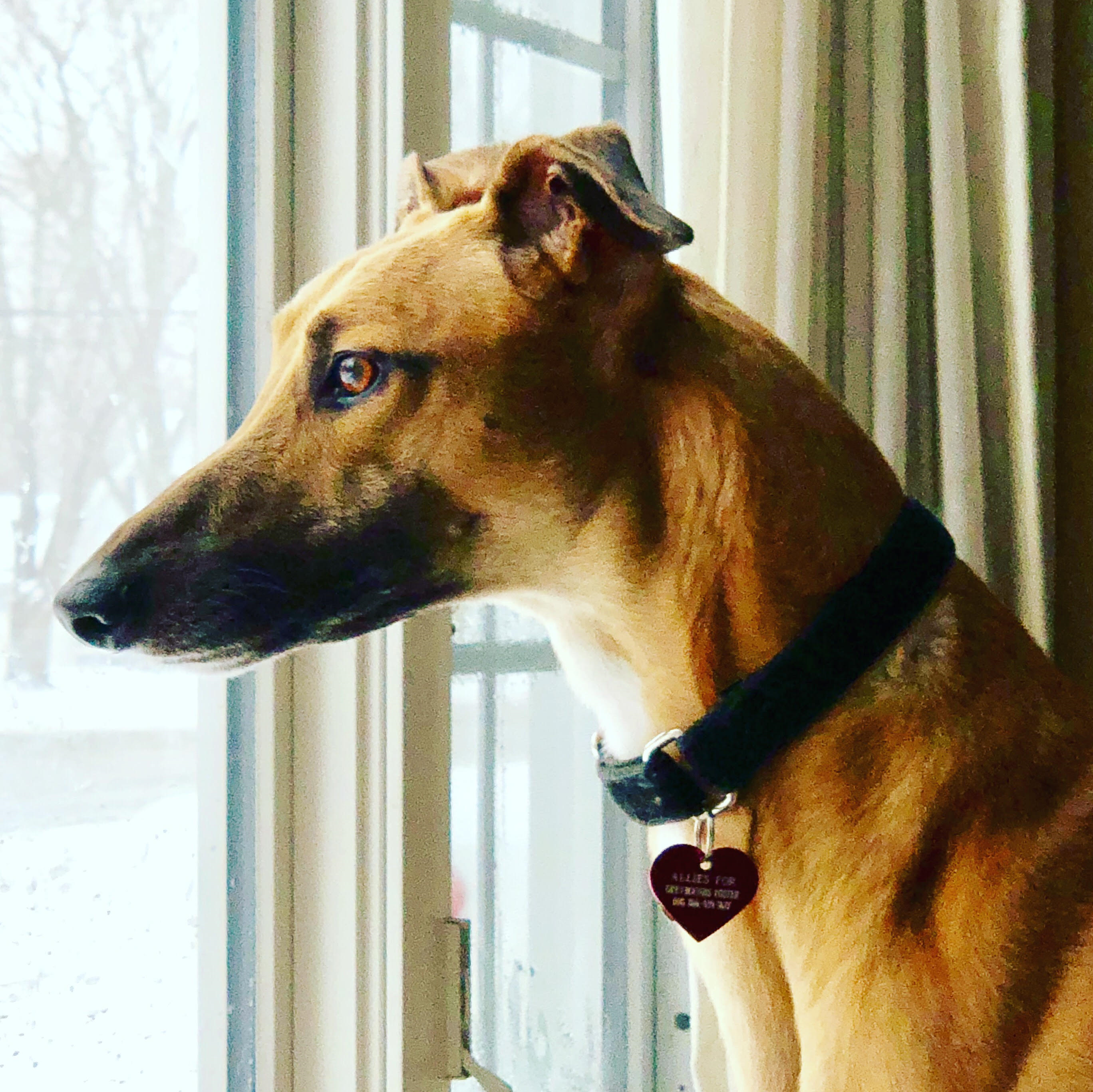 Jm Meadowsoprano