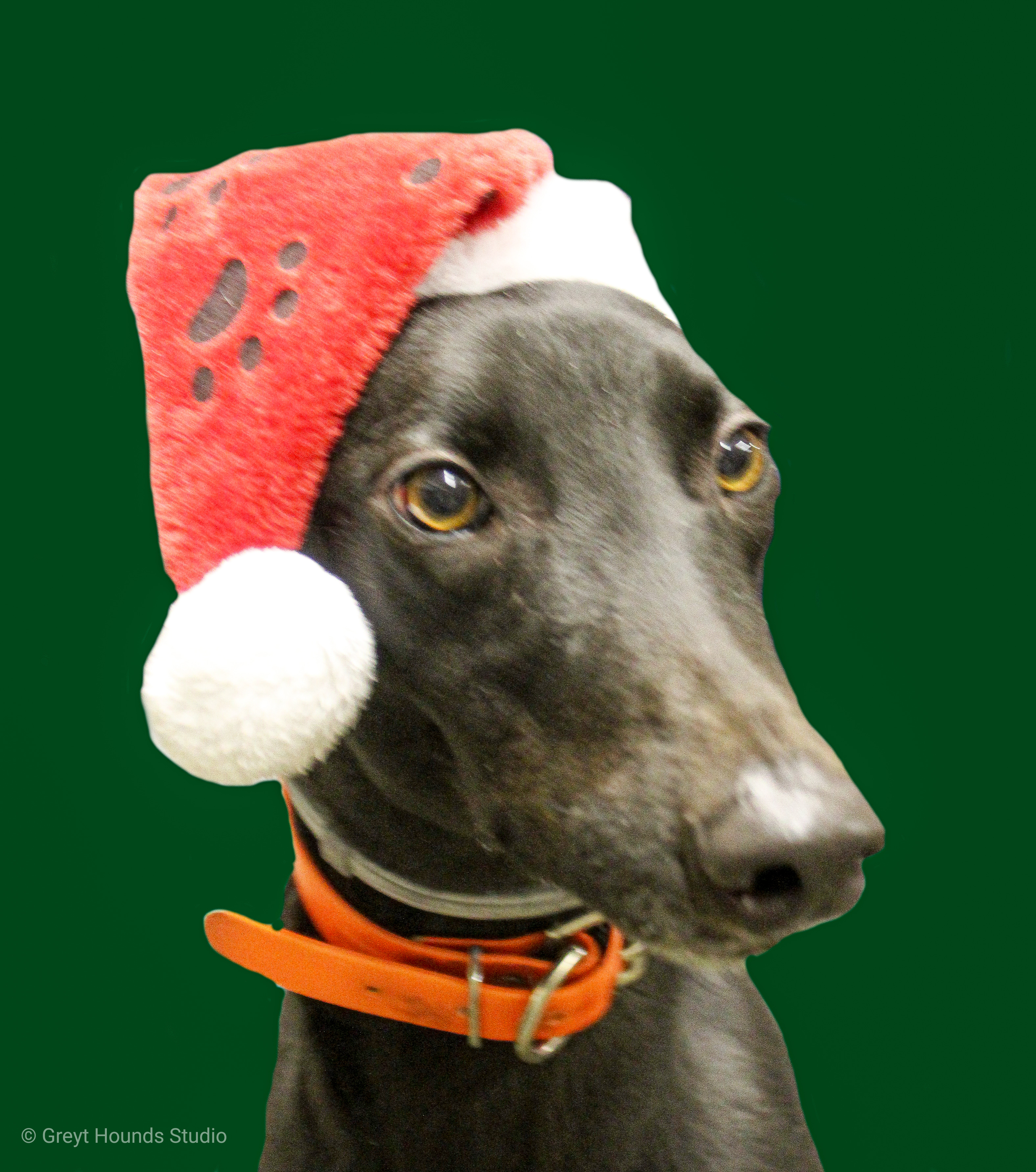Midnight Birch