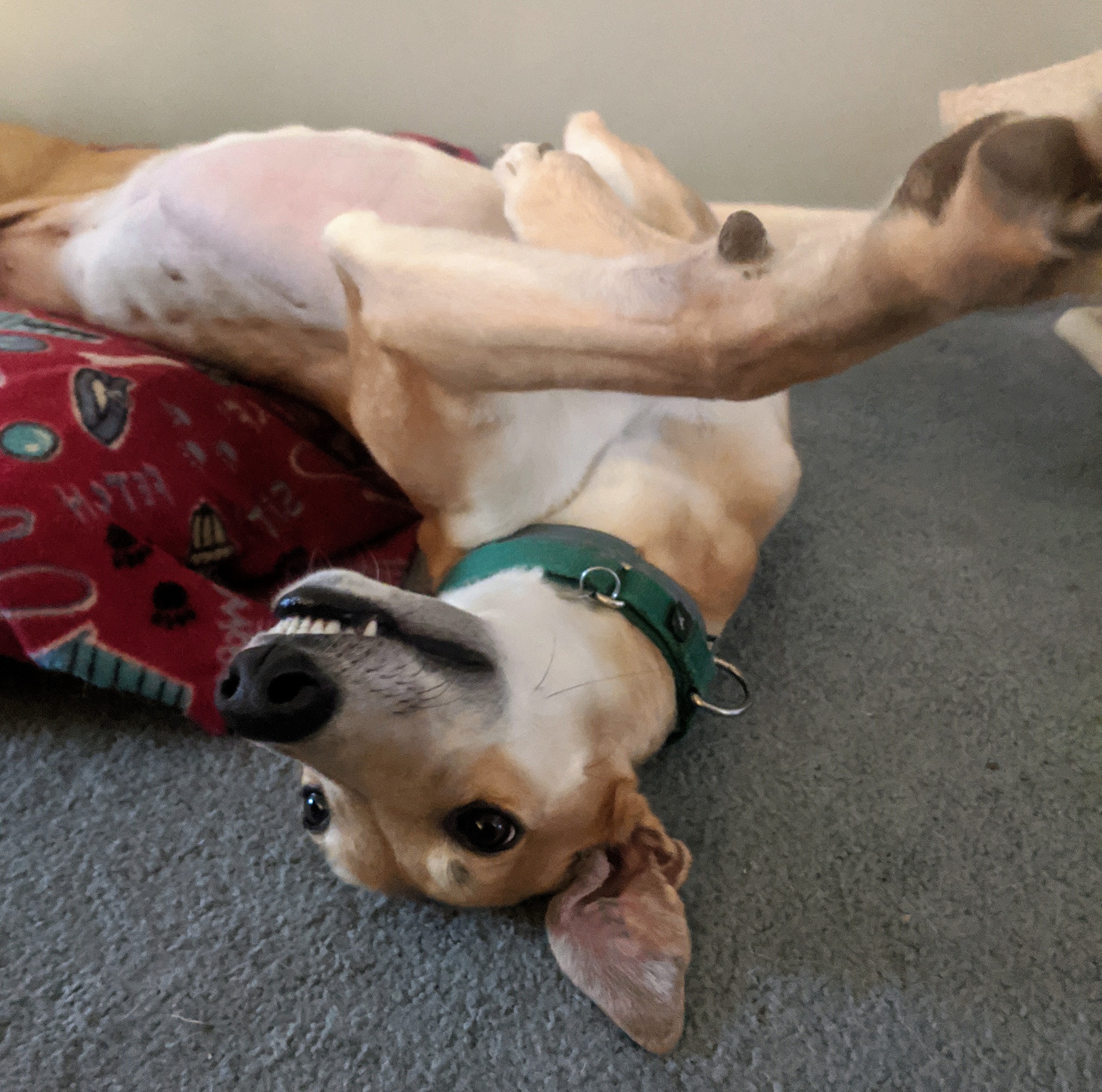 AMF Sassy Luna